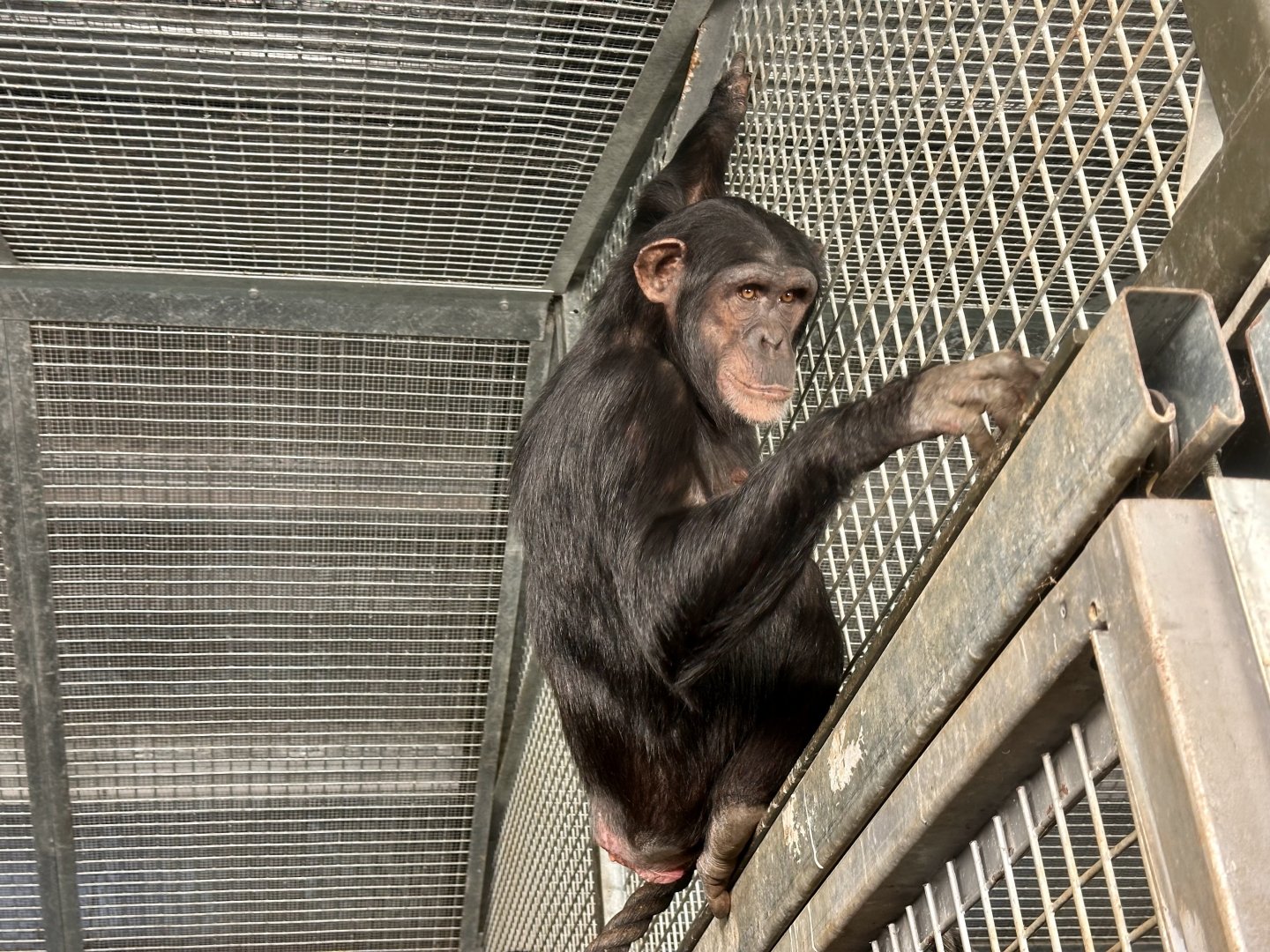 Chiku (Common Chimpanzee)