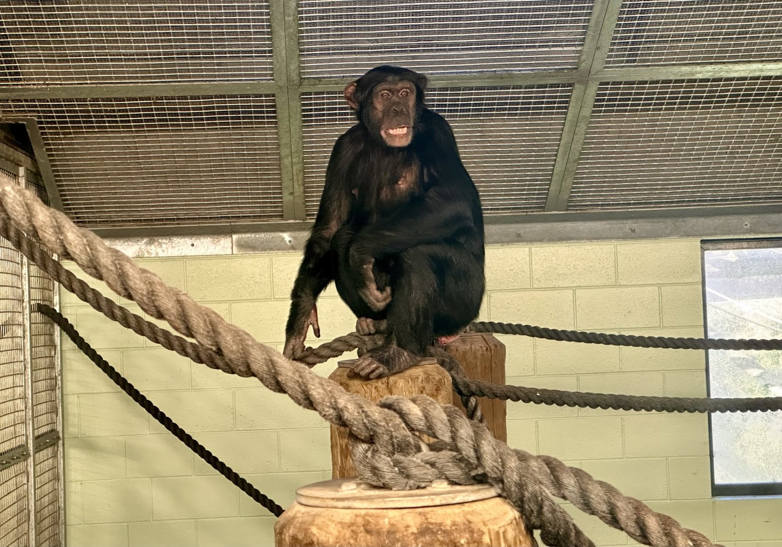 Chiku (Common Chimpaznee)