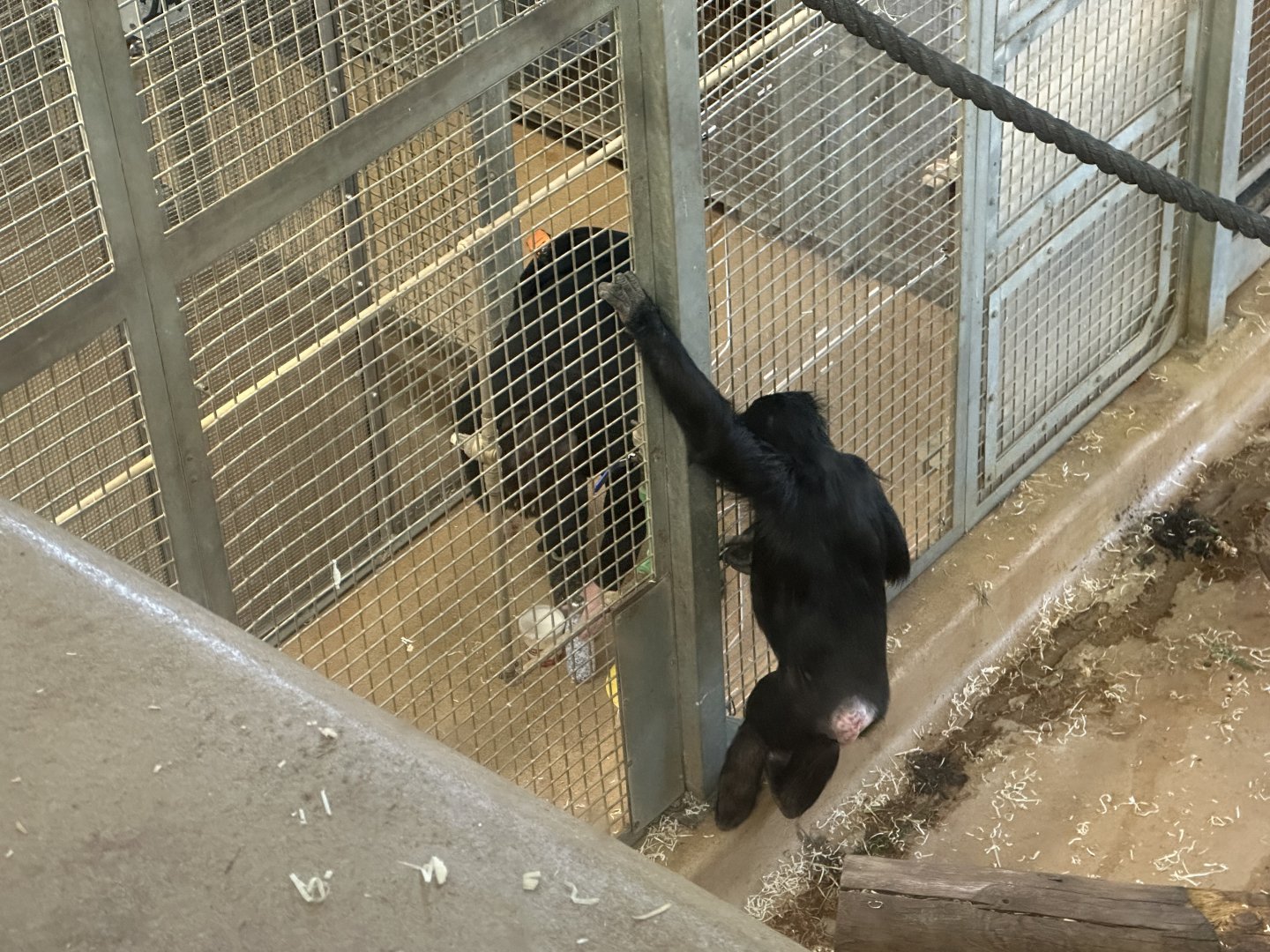 Chiku (Training Session)