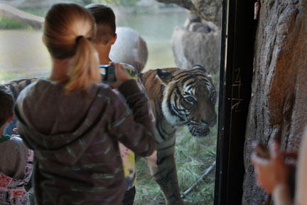 children watching tigress