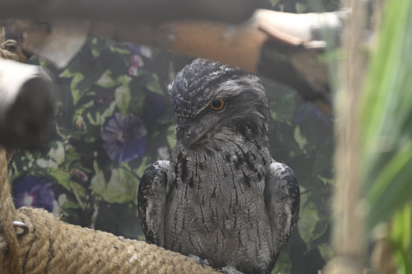 Childrens Corner - Tawny Frogmouth (Podargus strigoides)