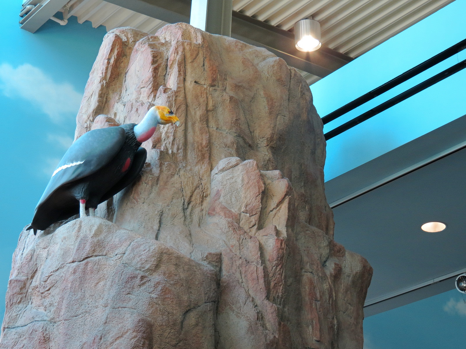 Children's Discovery Center - California Condor Rescue Zone