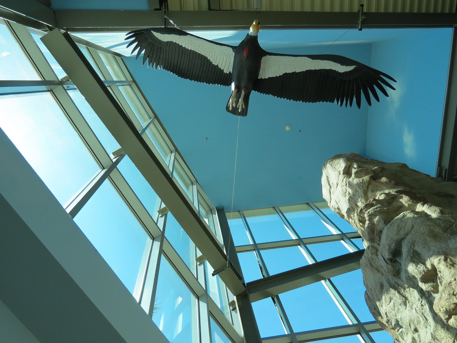 Children's Discovery Center - California Condor Rescue Zone