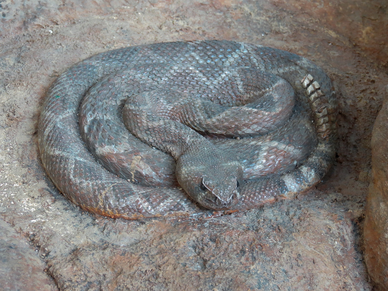 Children's Discovery Center - California Condor Rescue Zone