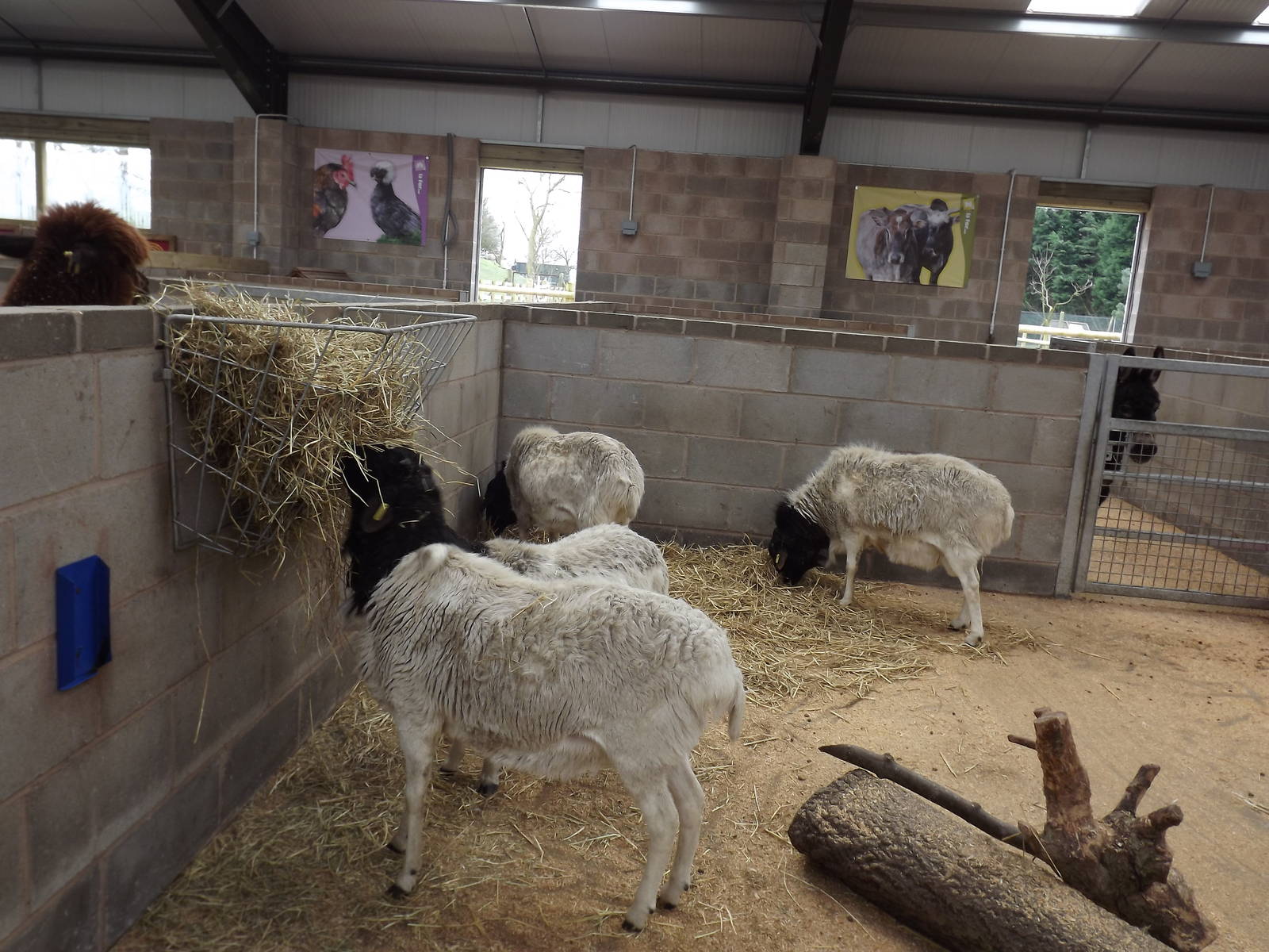 Children's Farm interior at Blackpool Zoo 11/03/12
