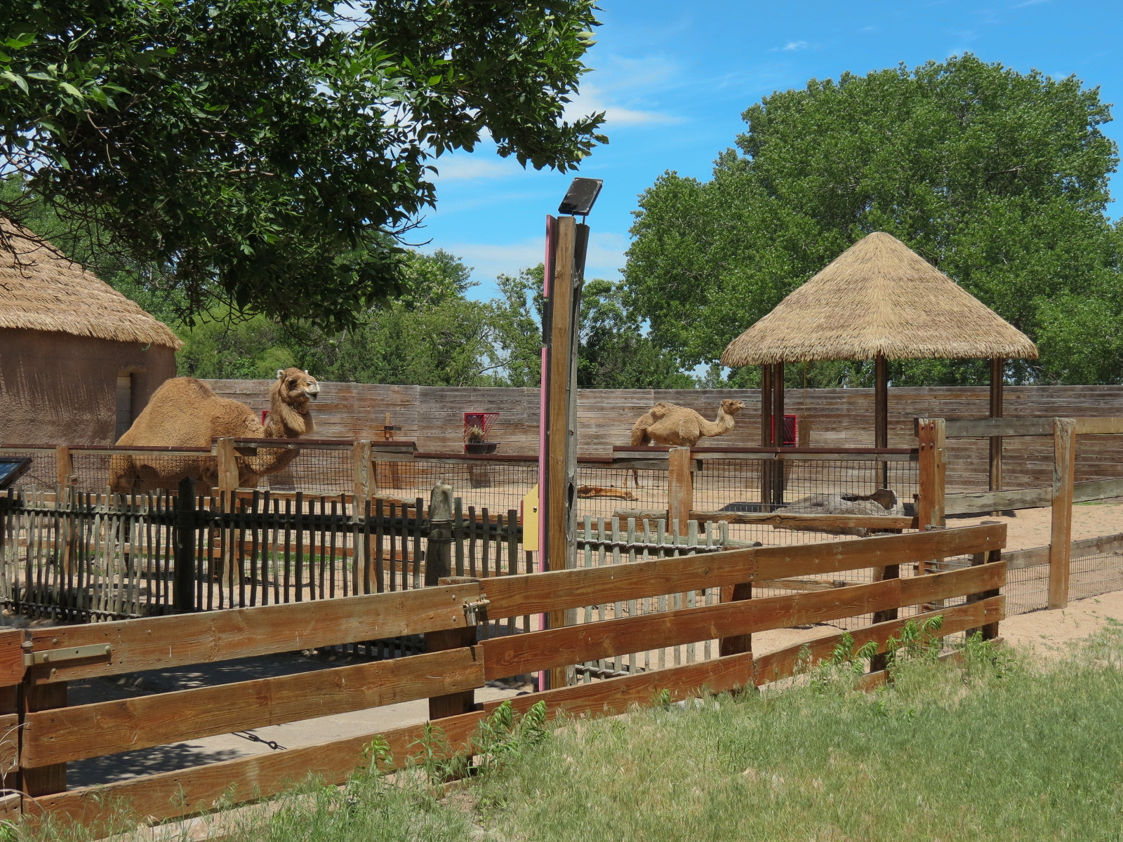 Children's Farms - African Farm - Dromedary Camel Exhibit