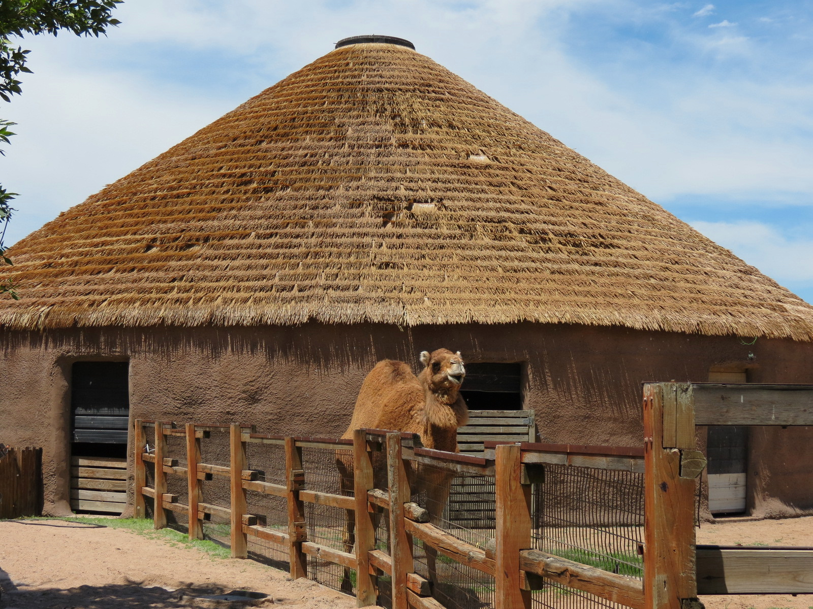 Children's Farms - African Farm - Dromedary Camel Exhibit