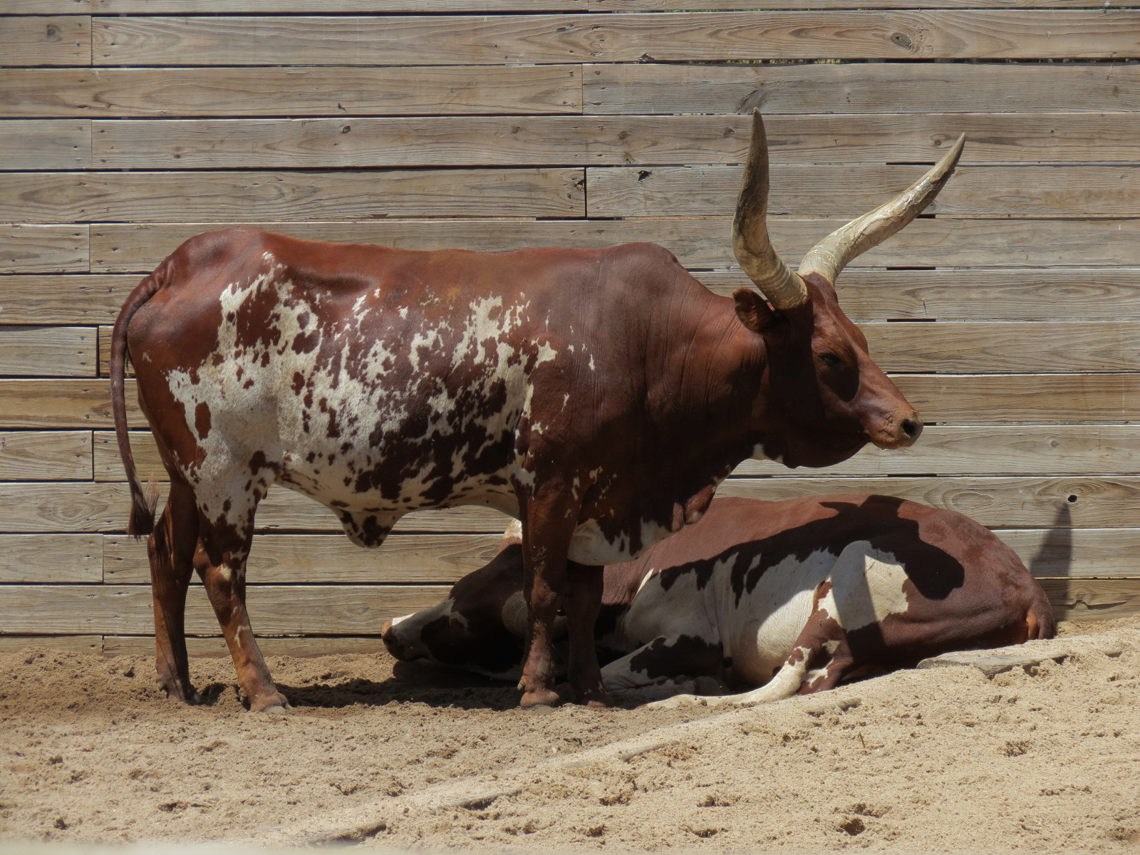 Children's Farms - African Farm - Mixed Species Exhibit - Watusi