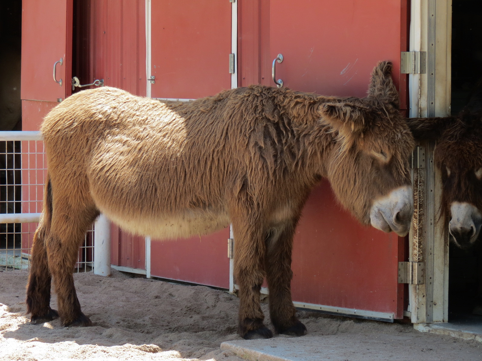 Children's Farms - American Farm - Barn - Poitou Donkey