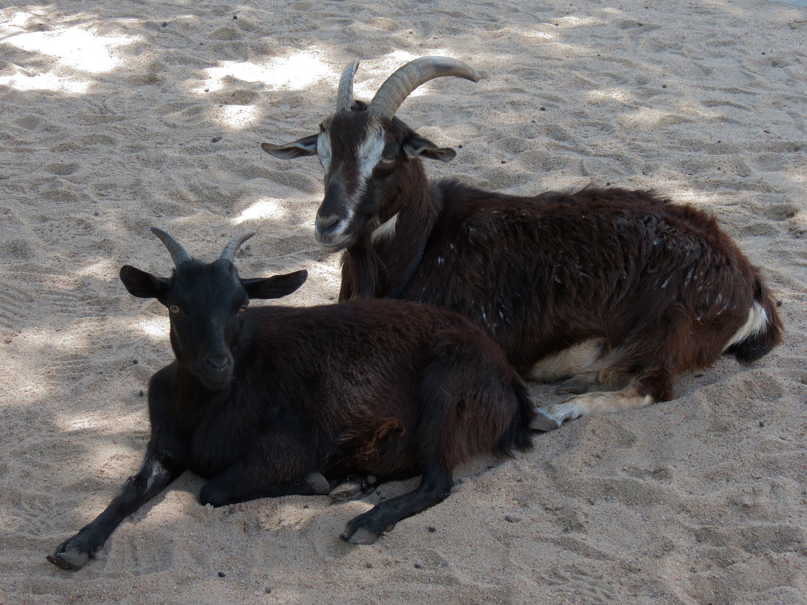 Children's Farms - American Farm