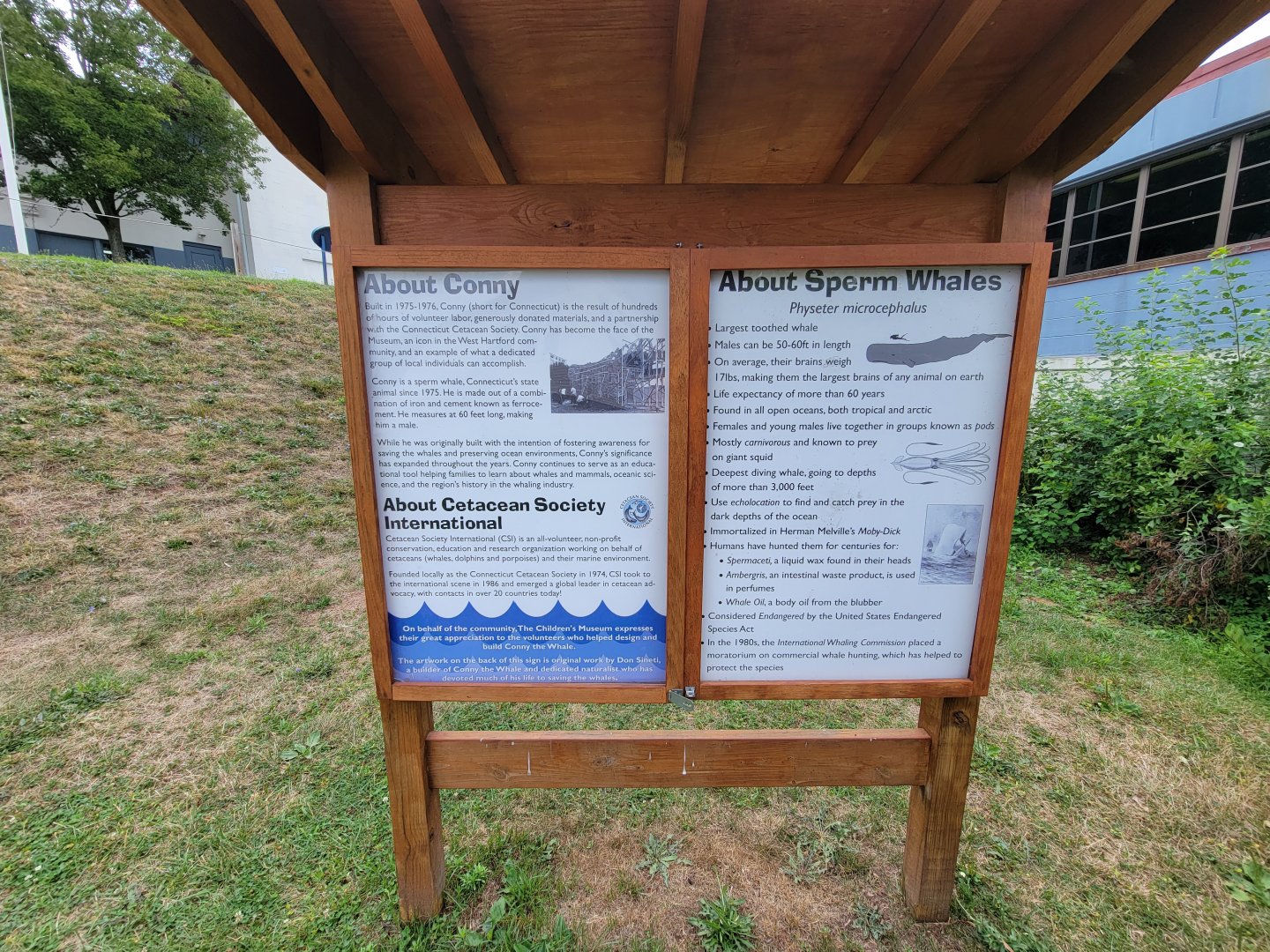 Children's Museum CT - About Conny and sperm whales