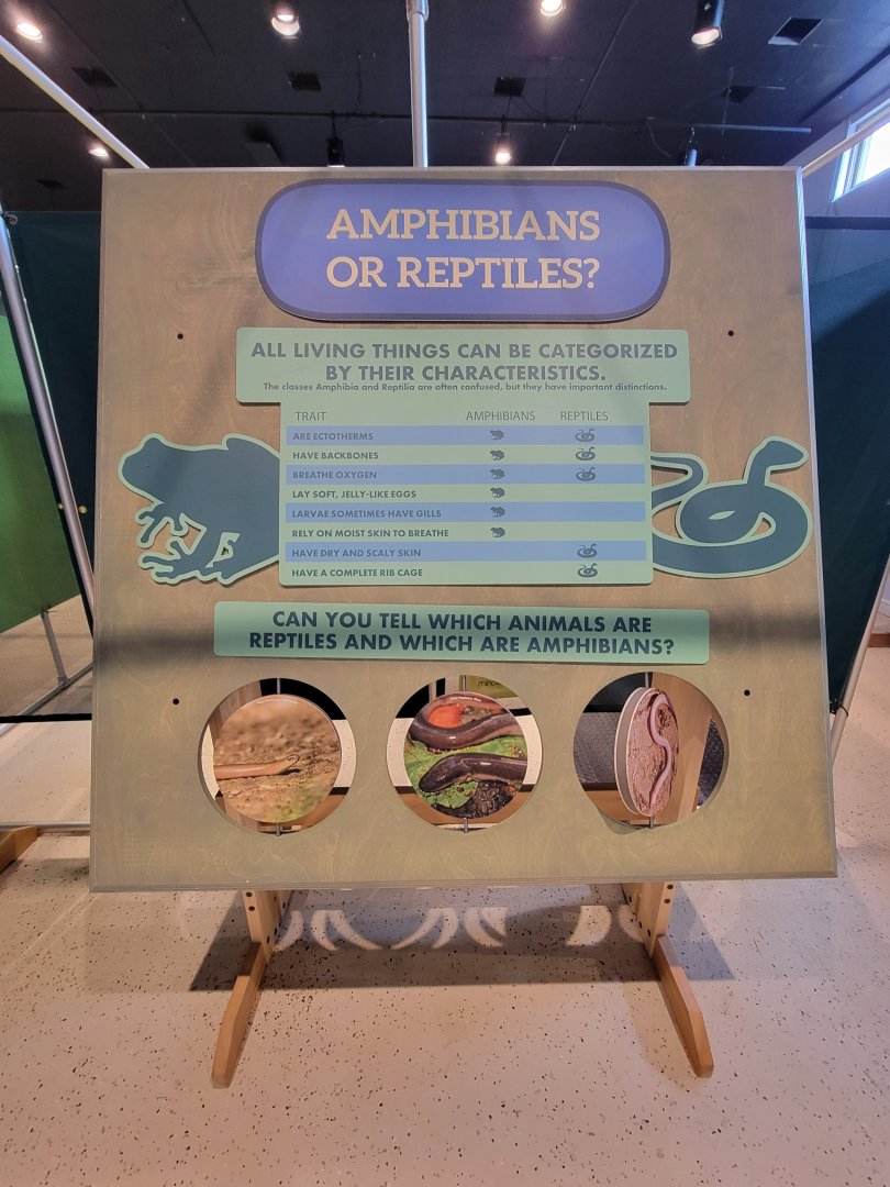 Children's Museum CT - Amazing Amphibians amphibian or reptile?