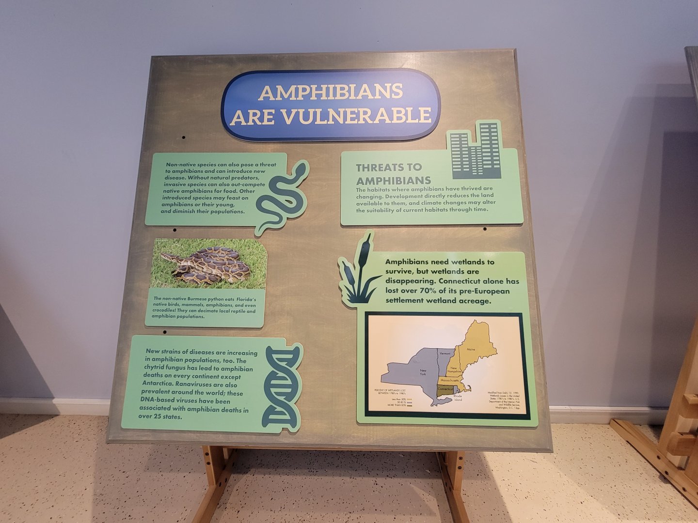 Children's Museum CT - Amazing Amphibians amphibians are vulnerable