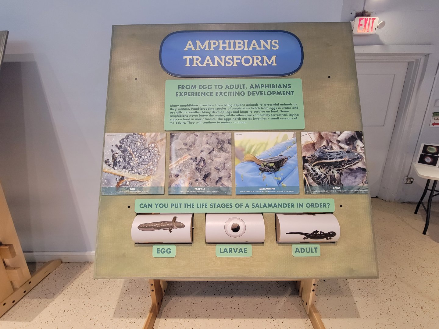 Children's Museum CT - Amazing Amphibians amphibians transform