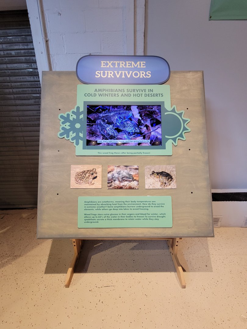 Children's Museum CT - Amazing Amphibians extreme survivors
