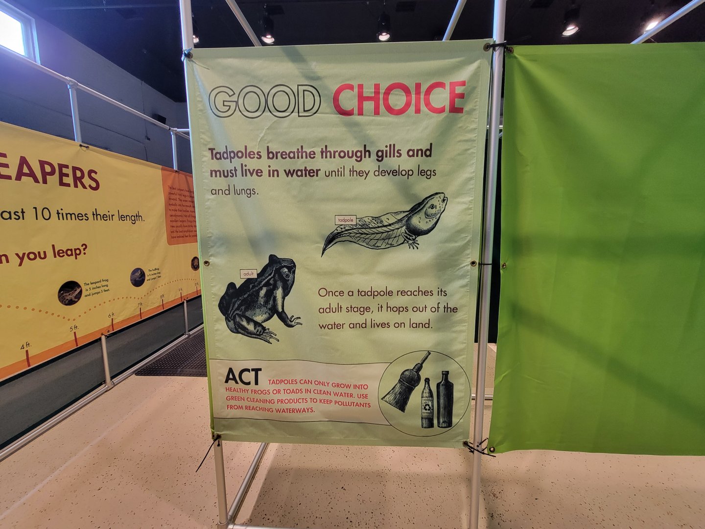 Children's Museum CT - Amazing Amphibians maze example of correct answer