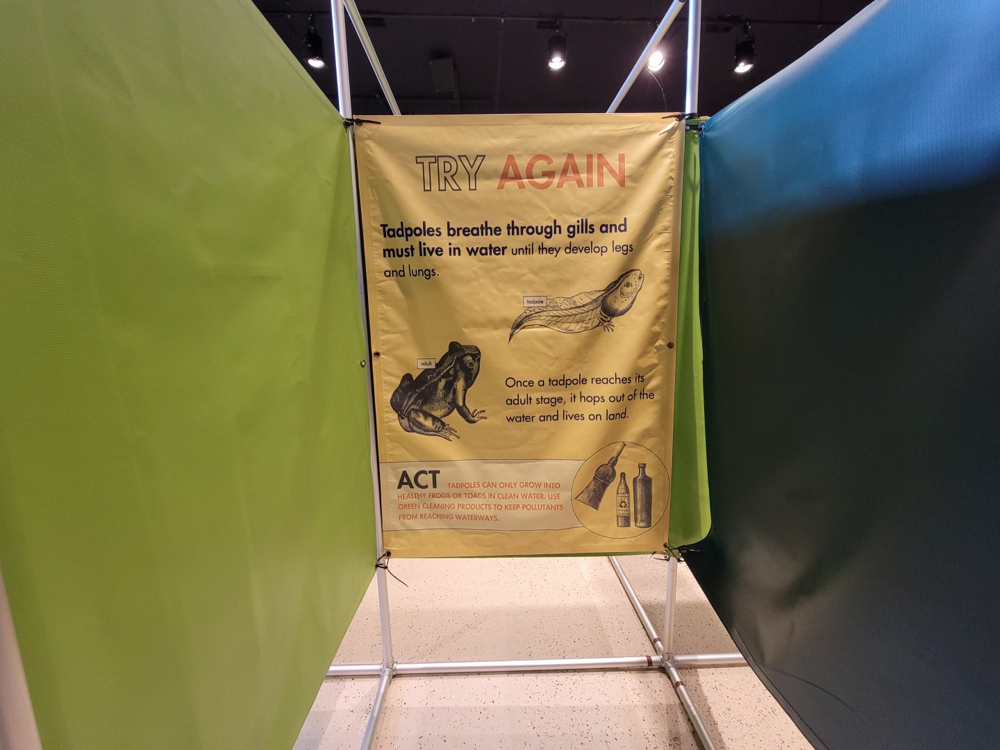 Children's Museum CT - Amazing Amphibians maze example of wrong answer