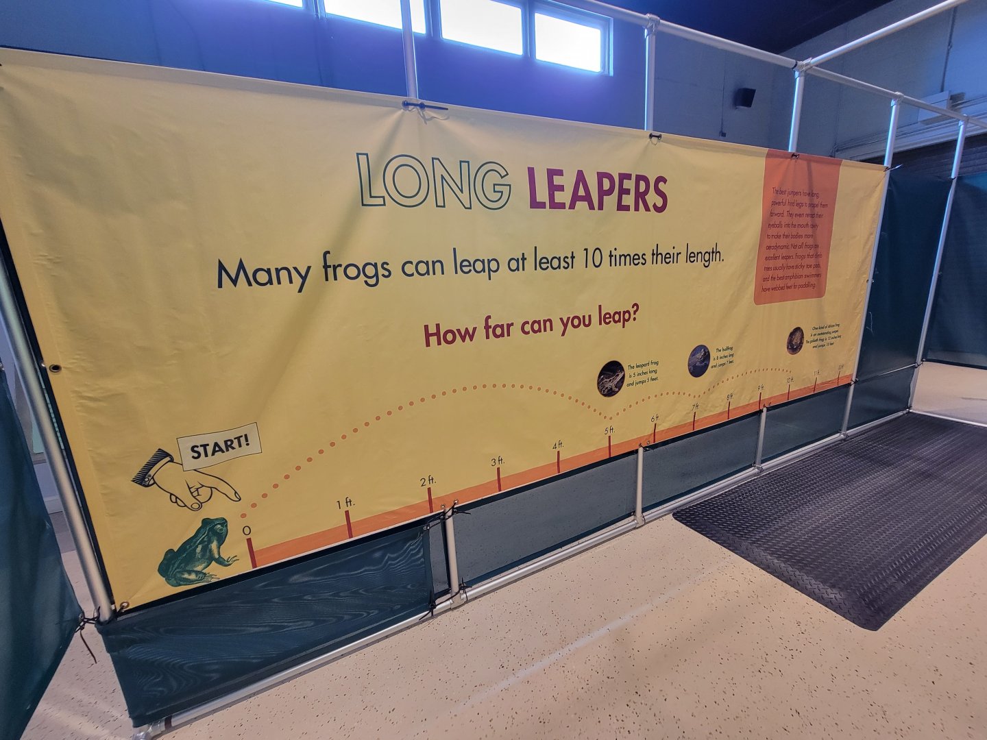 Children's Museum CT - Amazing Amphibians maze leap frog