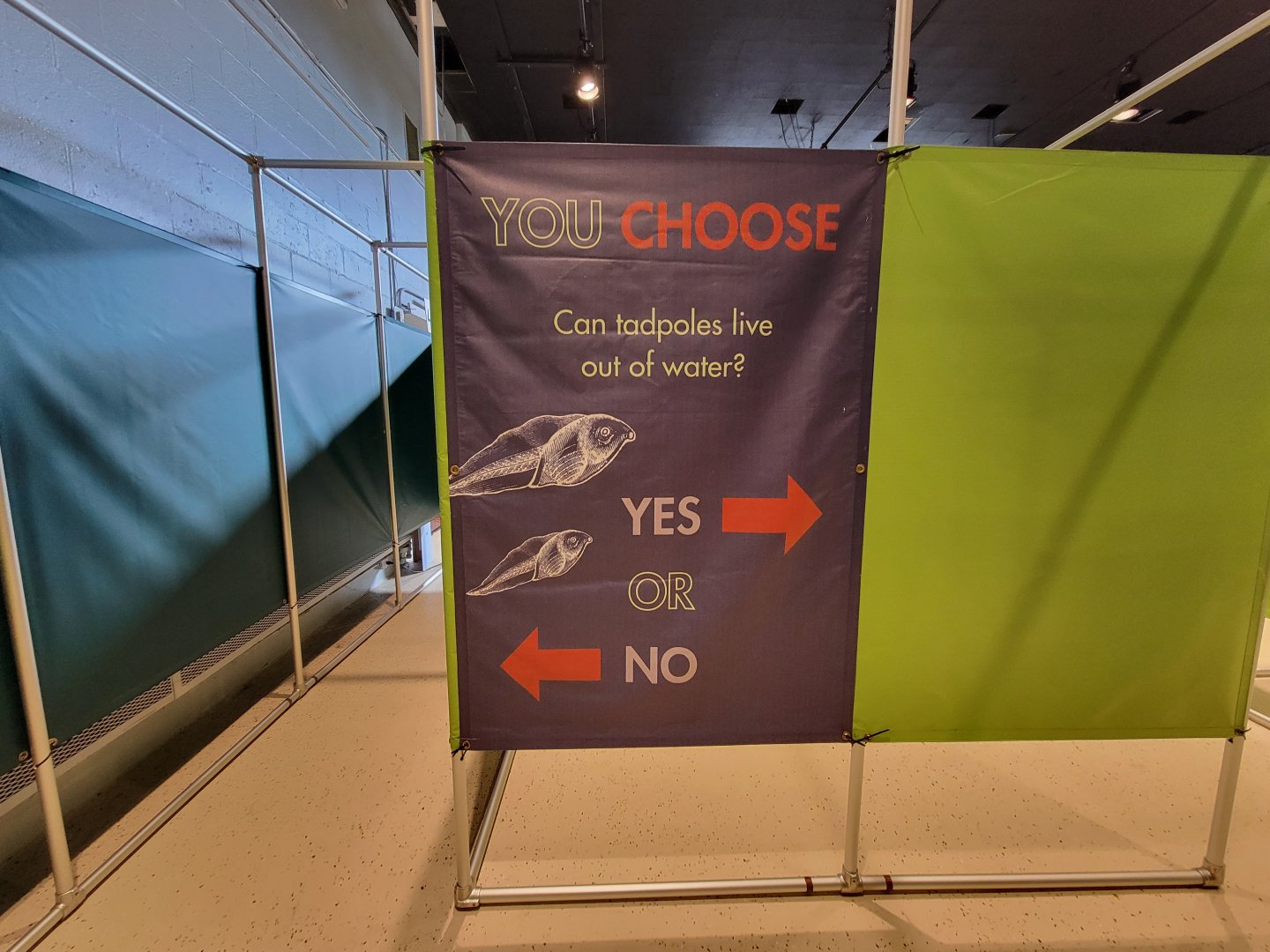 Children's Museum CT - Amazing Amphibians maze question example