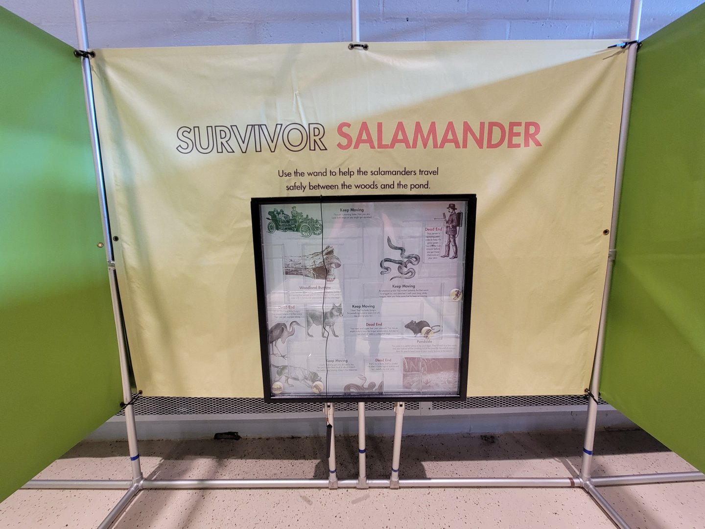 Children's Museum CT - Amazing Amphibians maze salamander game