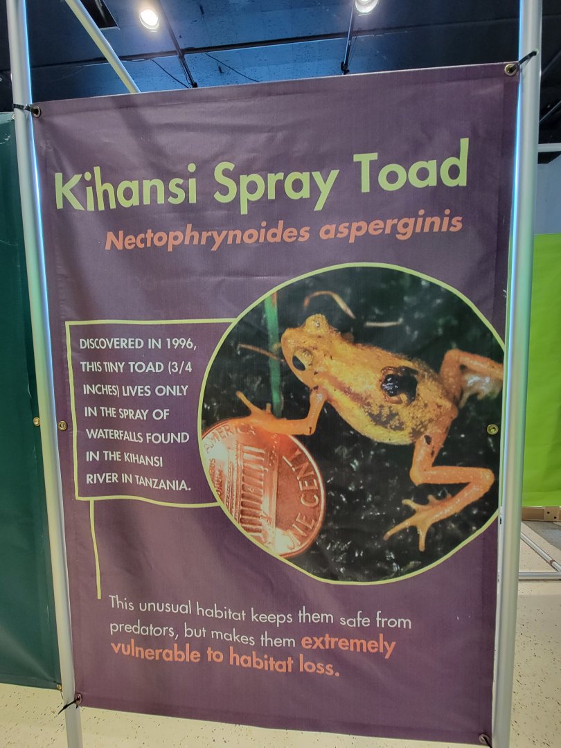 Children's Museum CT - Amazing Amphibians maze species sign example