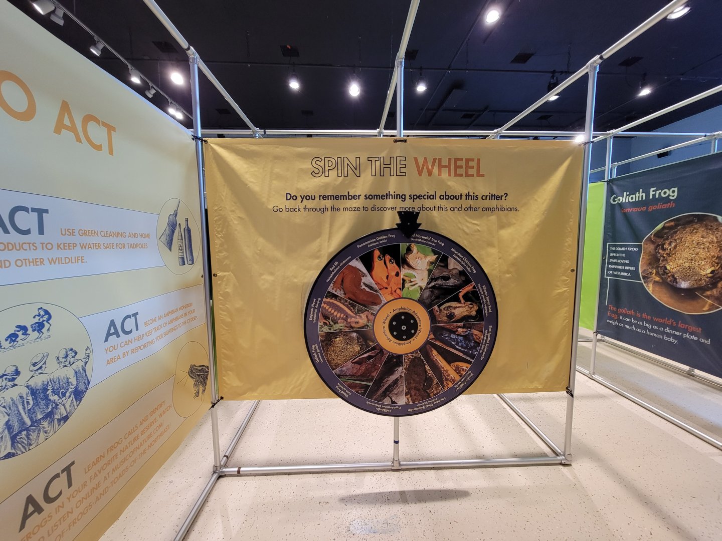 Children's Museum CT - Amazing Amphibians, spin the wheel and answer questions