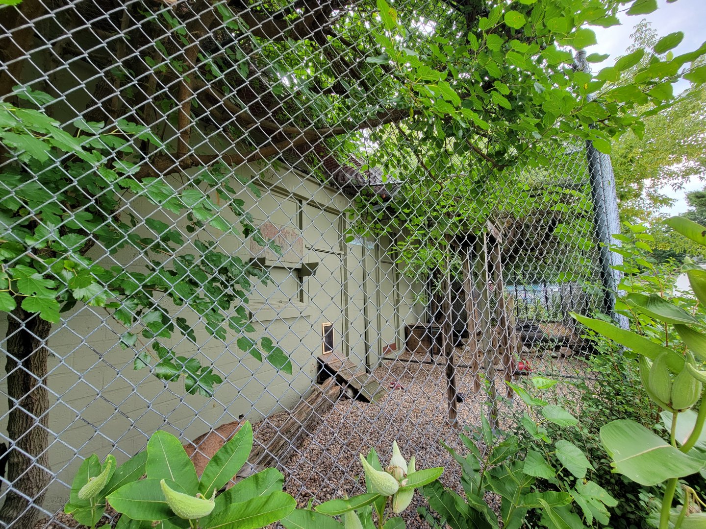 Children's Museum CT - bobcat outdoor area