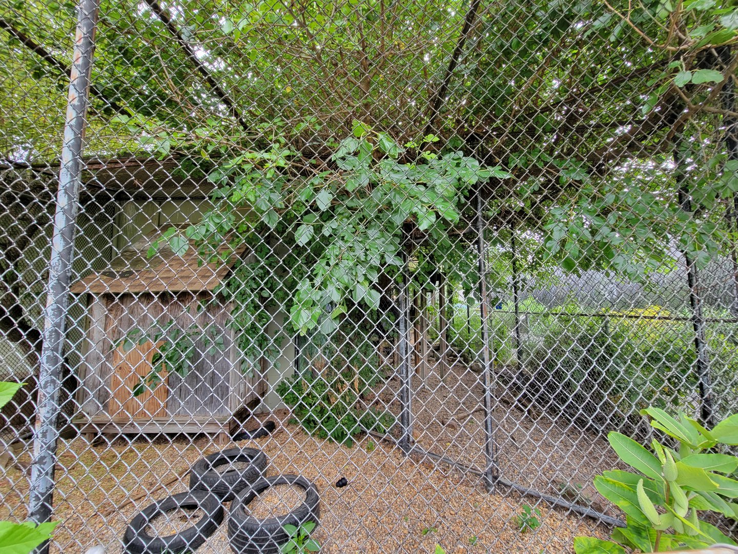 Children's Museum CT - bobcat outdoor area