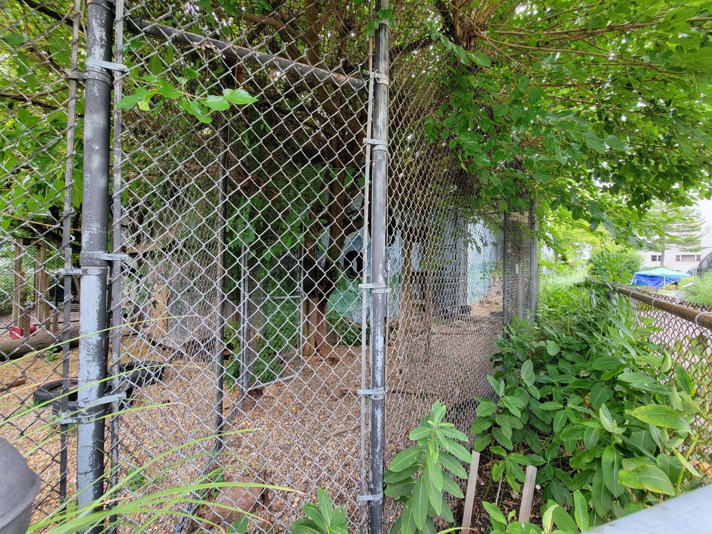 Children's Museum CT - bobcat outdoor area