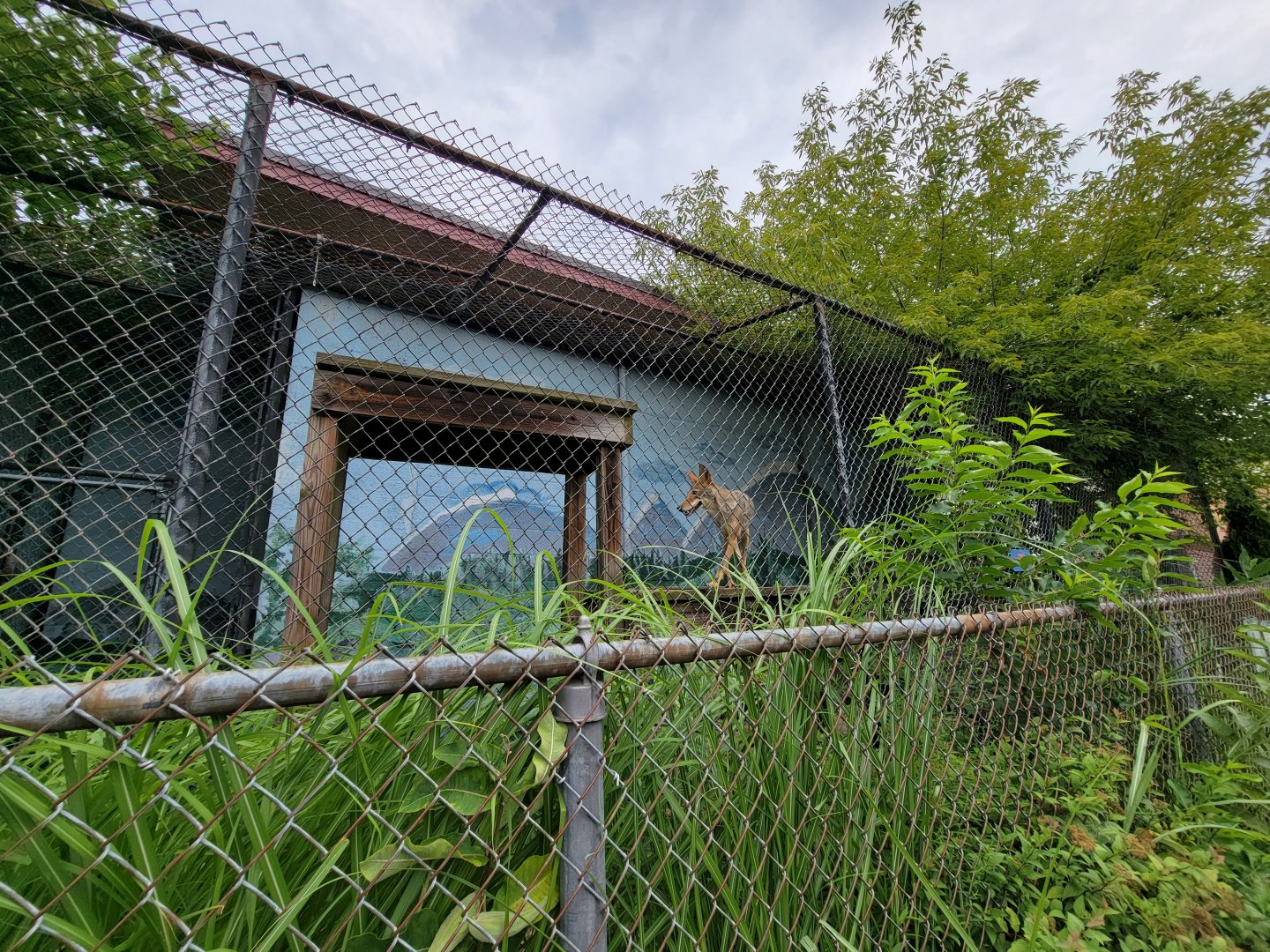 Children's Museum CT - Coyote