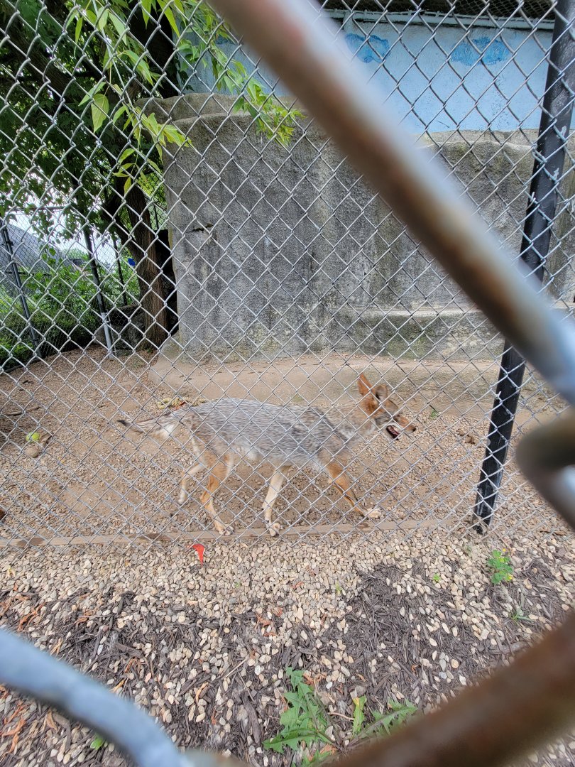 Children's Museum CT - Coyote