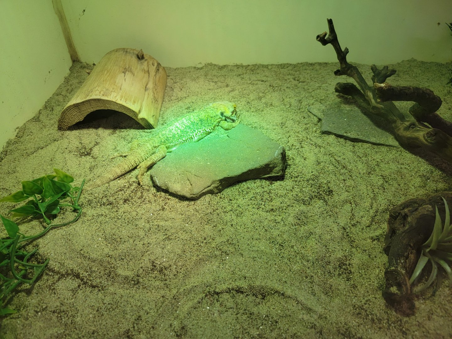 Children's Museum CT - Lizard Lair bearded dragon