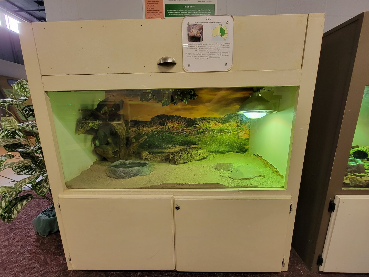 Children's Museum CT - Lizard Lair bearded dragon