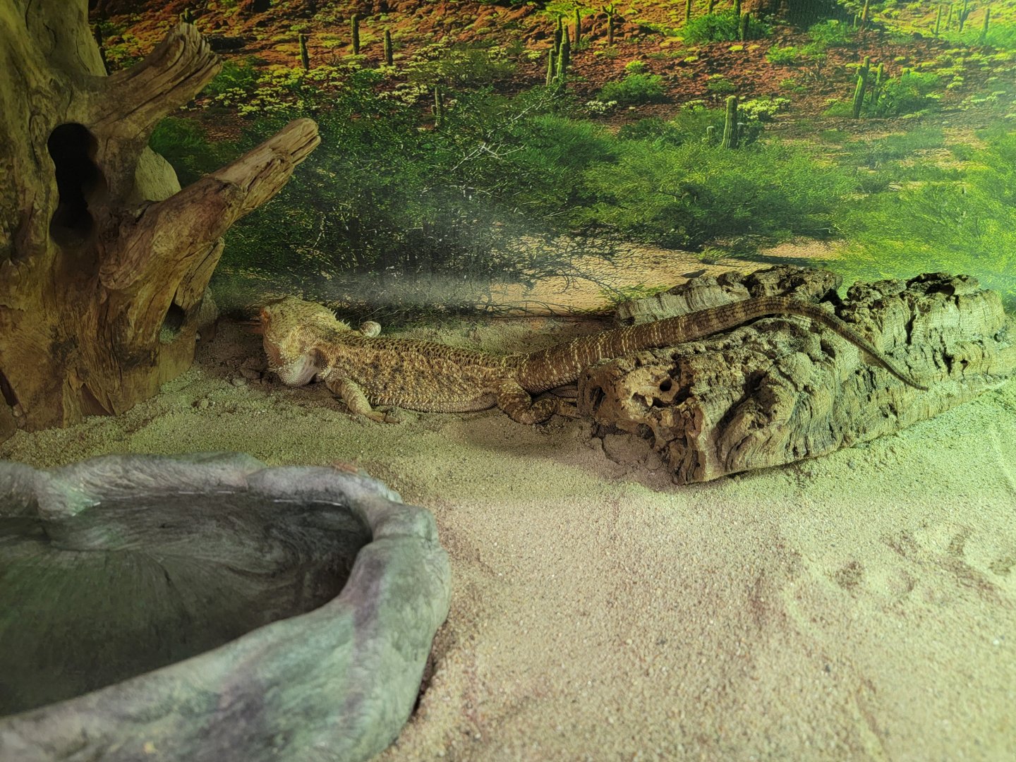 Children's Museum CT - Lizard Lair bearded dragon