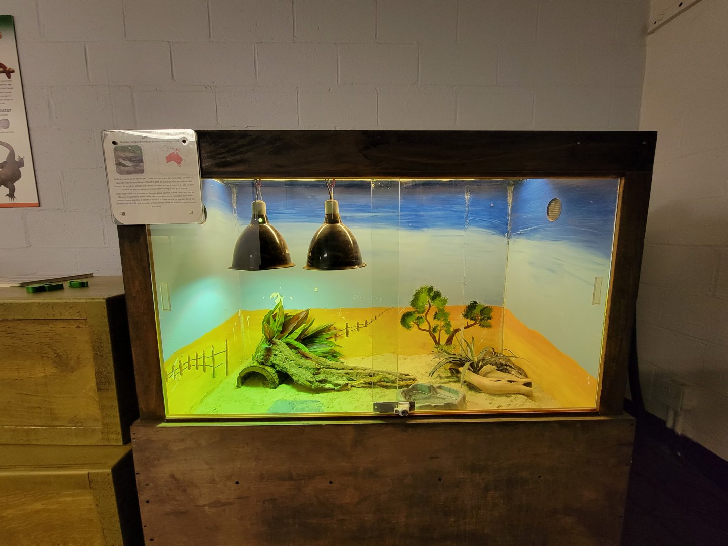 Children's Museum CT - Lizard Lair blue tongued skink