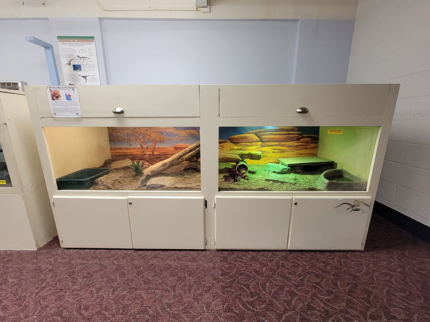 Children's Museum CT - Lizard Lair gila monsters