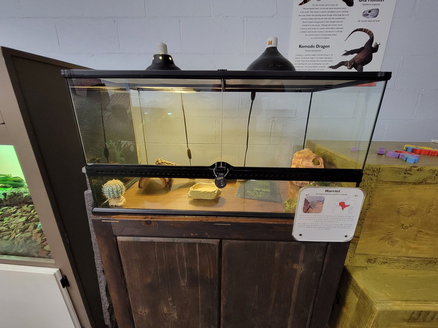 Children's Museum CT - Lizard Lair leopard gecko