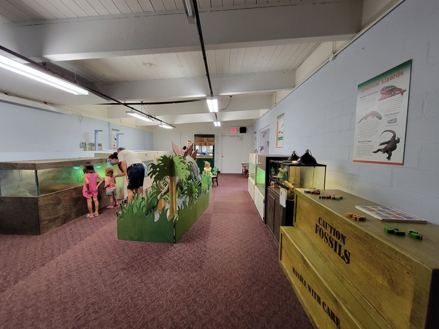 Children's Museum CT - Lizard Lair (one species not pictured: eyelash gecko)