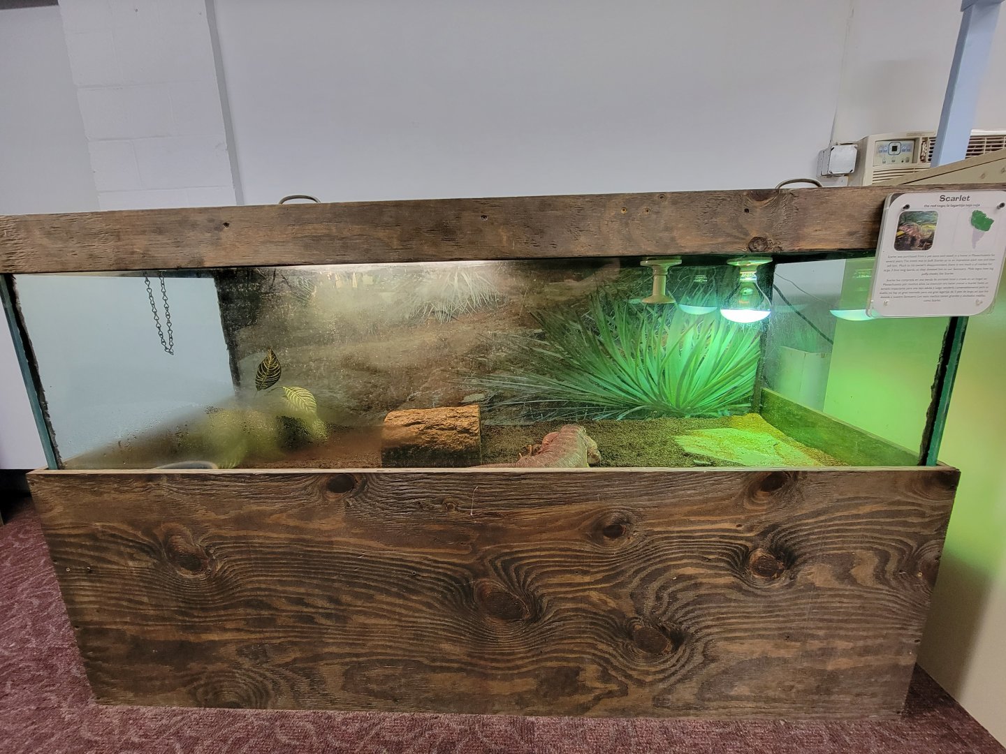 Children's Museum CT - Lizard Lair red tegu