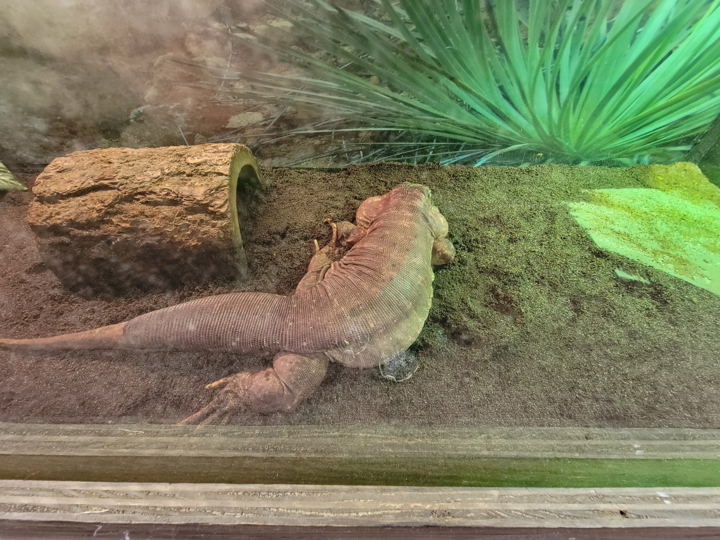 Children's Museum CT - Lizard Lair red tegu