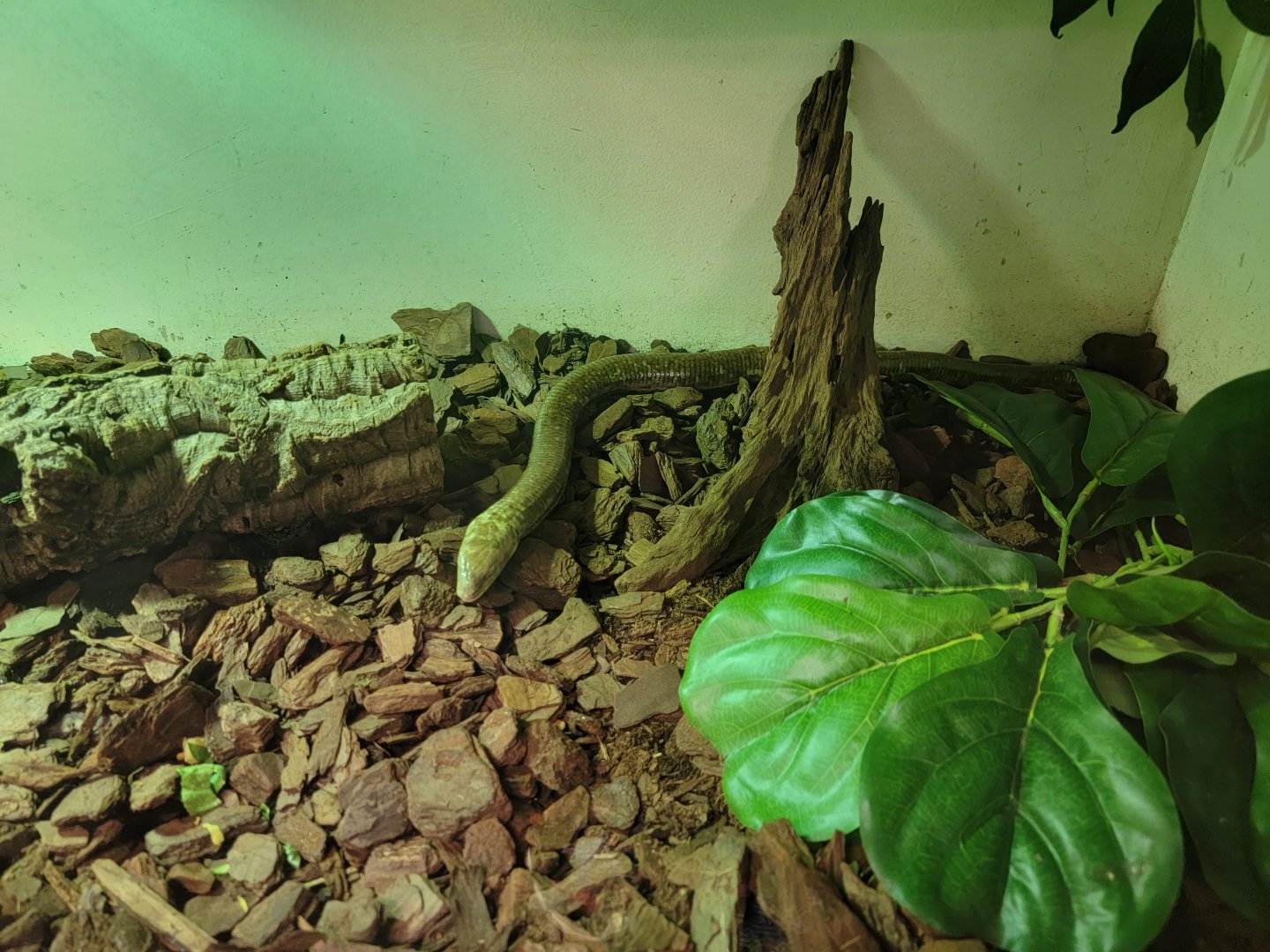 Children's Museum CT - Lizard Lair Sheltopusik