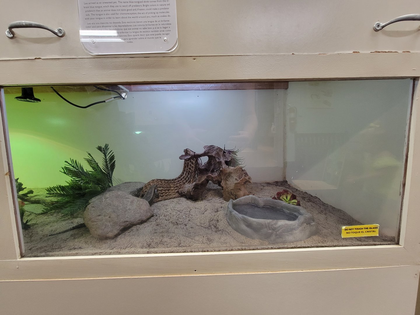 Children's Museum CT - Lizard Lair Sudan plated lizard