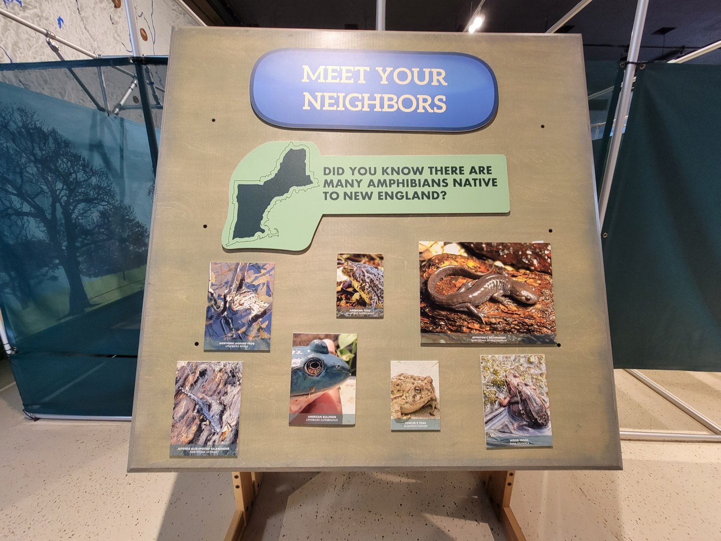 Children's Museum CT - Native amphibians