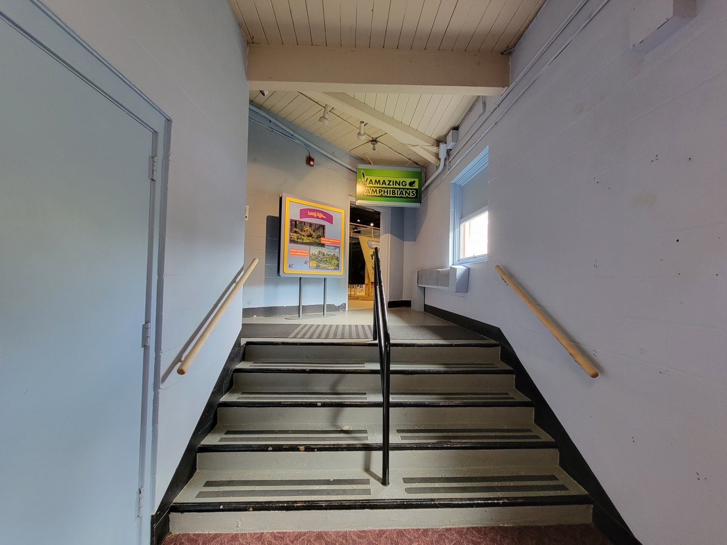 Children's Museum CT - Stairs to Amazing Amphibians
