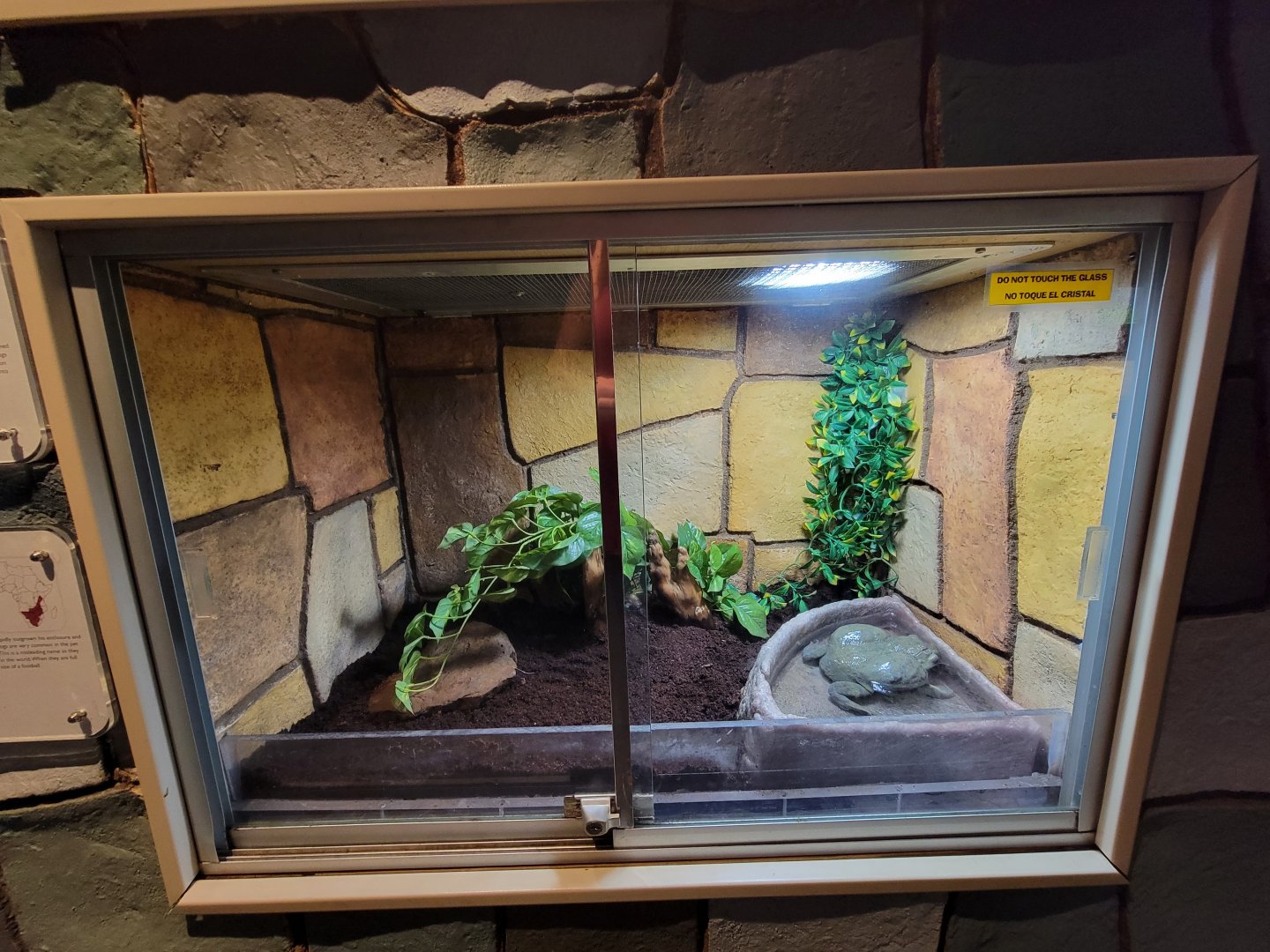 Children's Museum CT - Wildlife Sanctuary African bullfrog