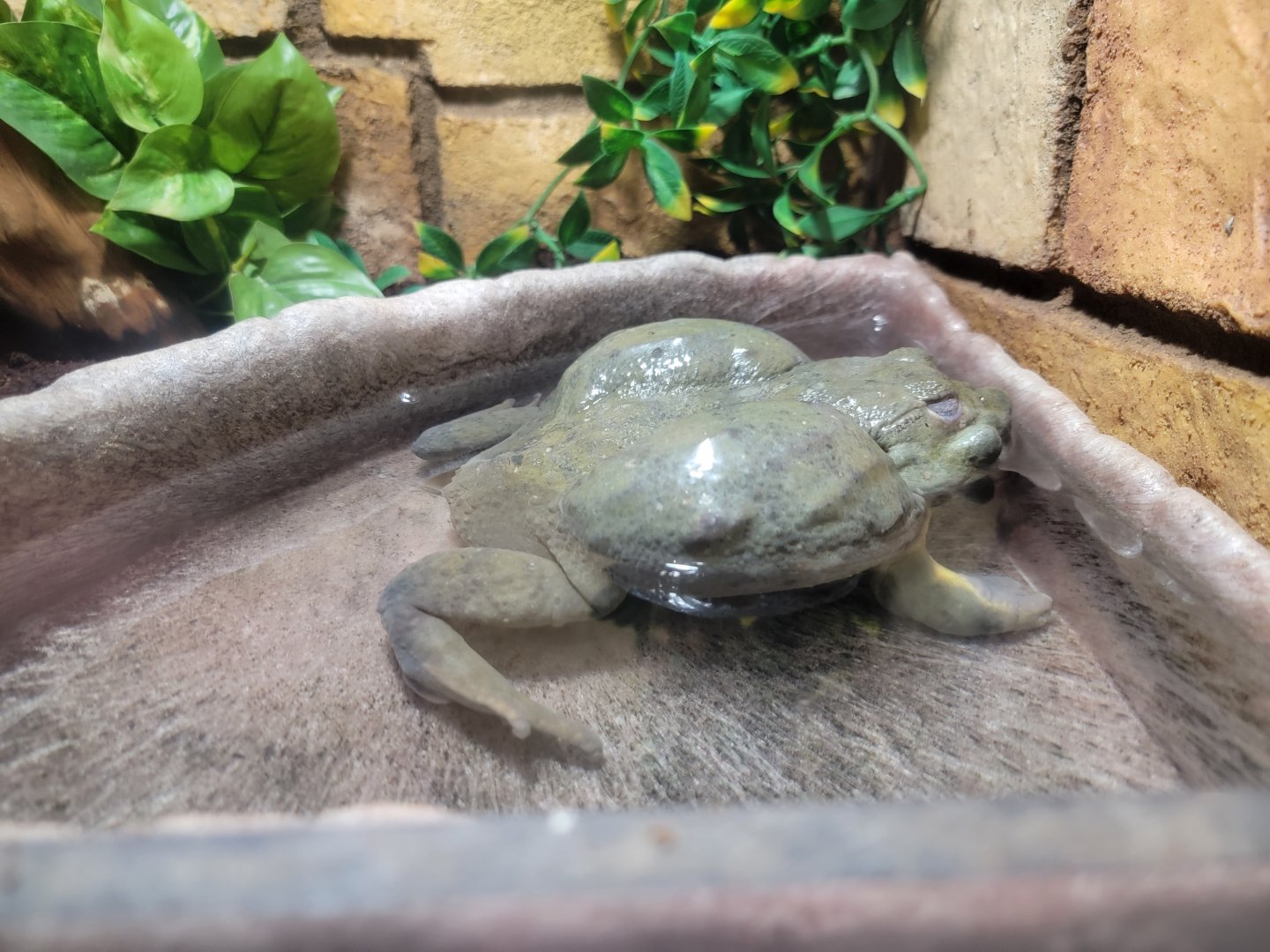 Children's Museum CT - Wildlife Sanctuary African bullfrog
