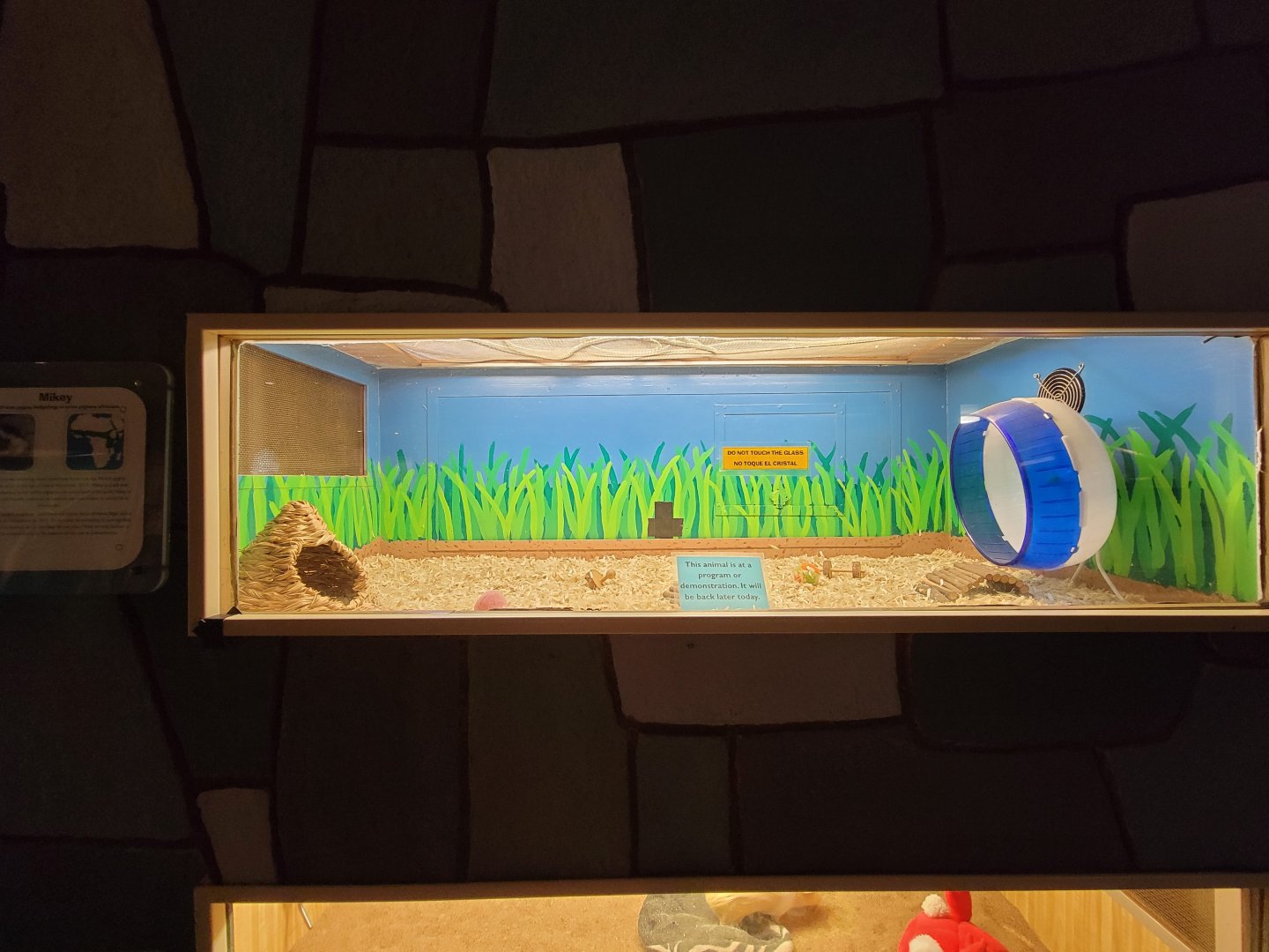 Children's Museum CT - Wildlife Sanctuary african pygmy hedgehog