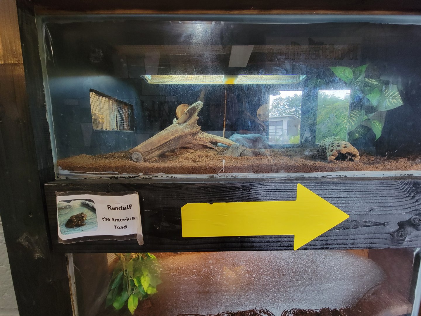 Children's Museum CT - Wildlife Sanctuary American toad