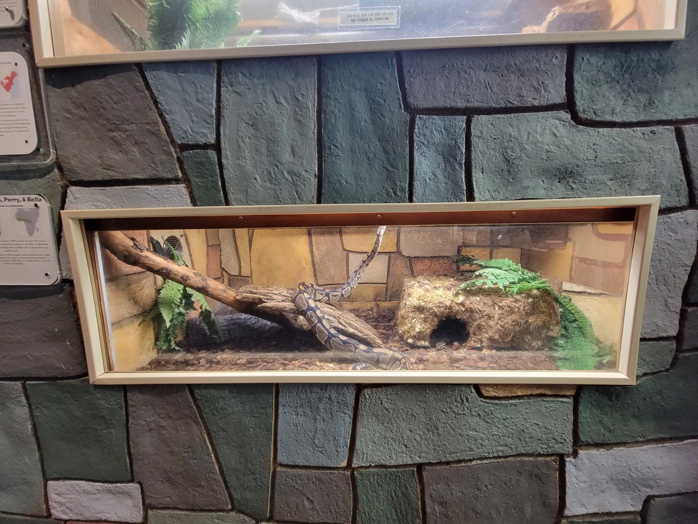 Children's Museum CT - Wildlife Sanctuary ball pythons