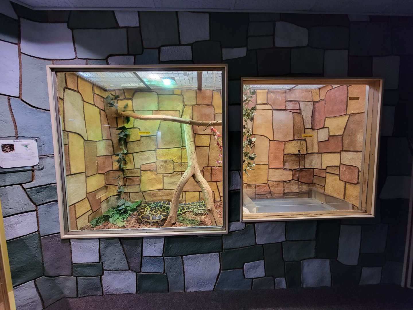 Children's Museum CT - Wildlife Sanctuary Burmese python